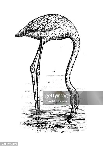 antique illustration: flamingo - flamingo stock illustrations