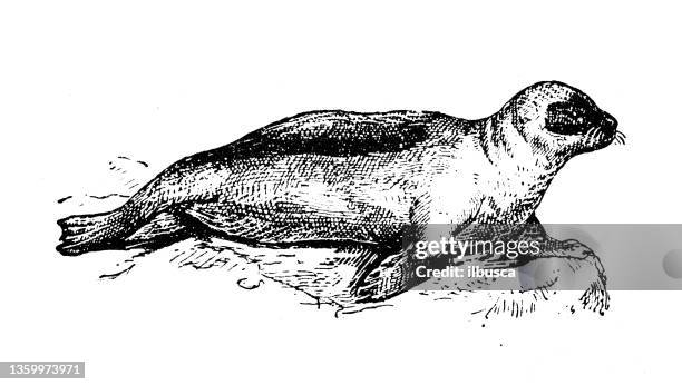 antique illustration: seal - sea lion stock illustrations