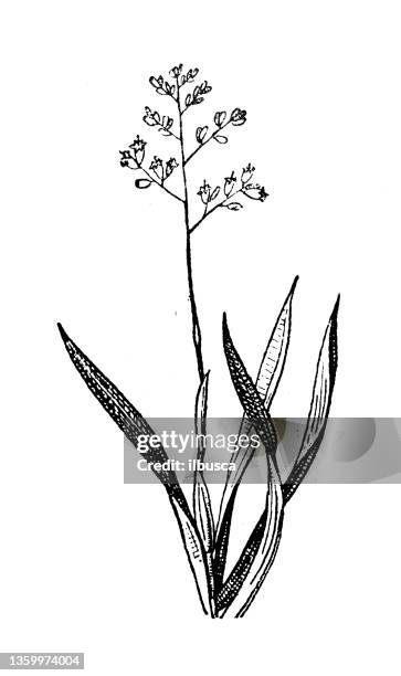 antique illustration: phormium - flax plant stock illustrations