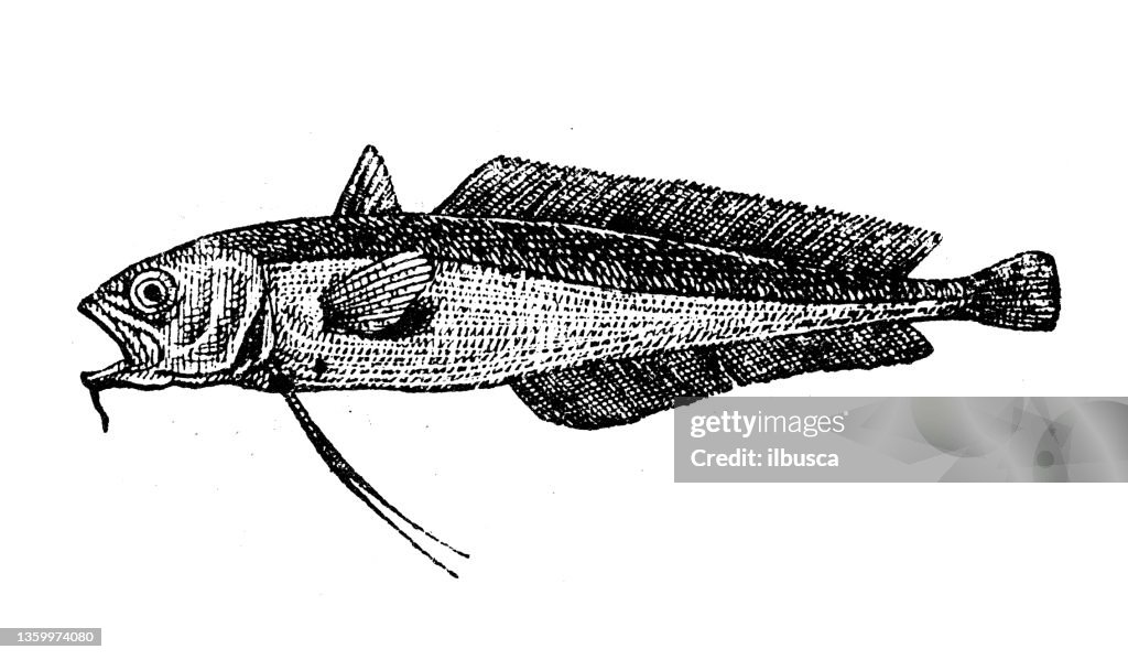 Illustration ancienne : Phycis phycis, Barbe fourchue