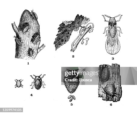 Antique illustration: Grape phylloxera Antique illustration: Grape phylloxera