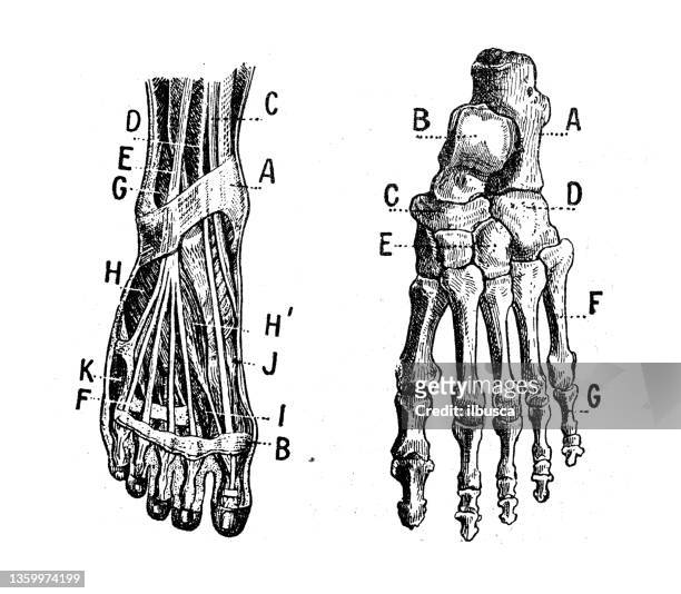antique illustration: foot muscles and bones - human foot anatomy stock illustrations