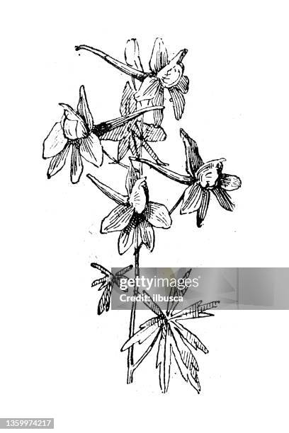 antique illustration: delphinium, larkspur - delphinium stock illustrations