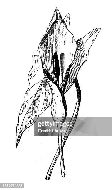 antique illustration: arum maculatum - calla lily stock illustrations