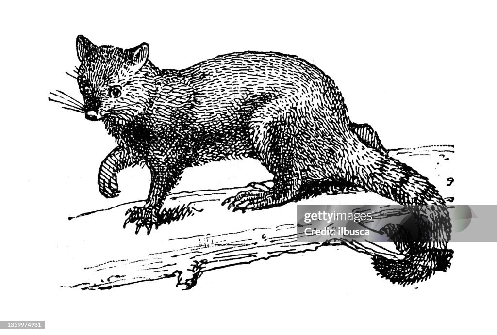 Antique illustration: Phalanger