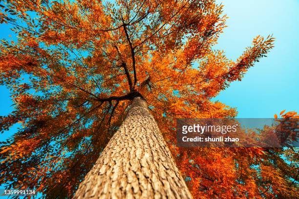 low angle view of an autumn tree - diminishing perspective nature stock pictures, royalty-free photos & images