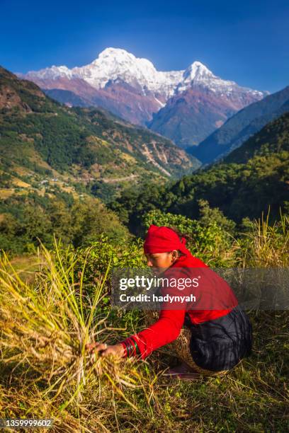 nepali jovem mulher cortando uma grama em sua aldeia, annapurna range no fundo - nepalese ethnicity - fotografias e filmes do acervo
