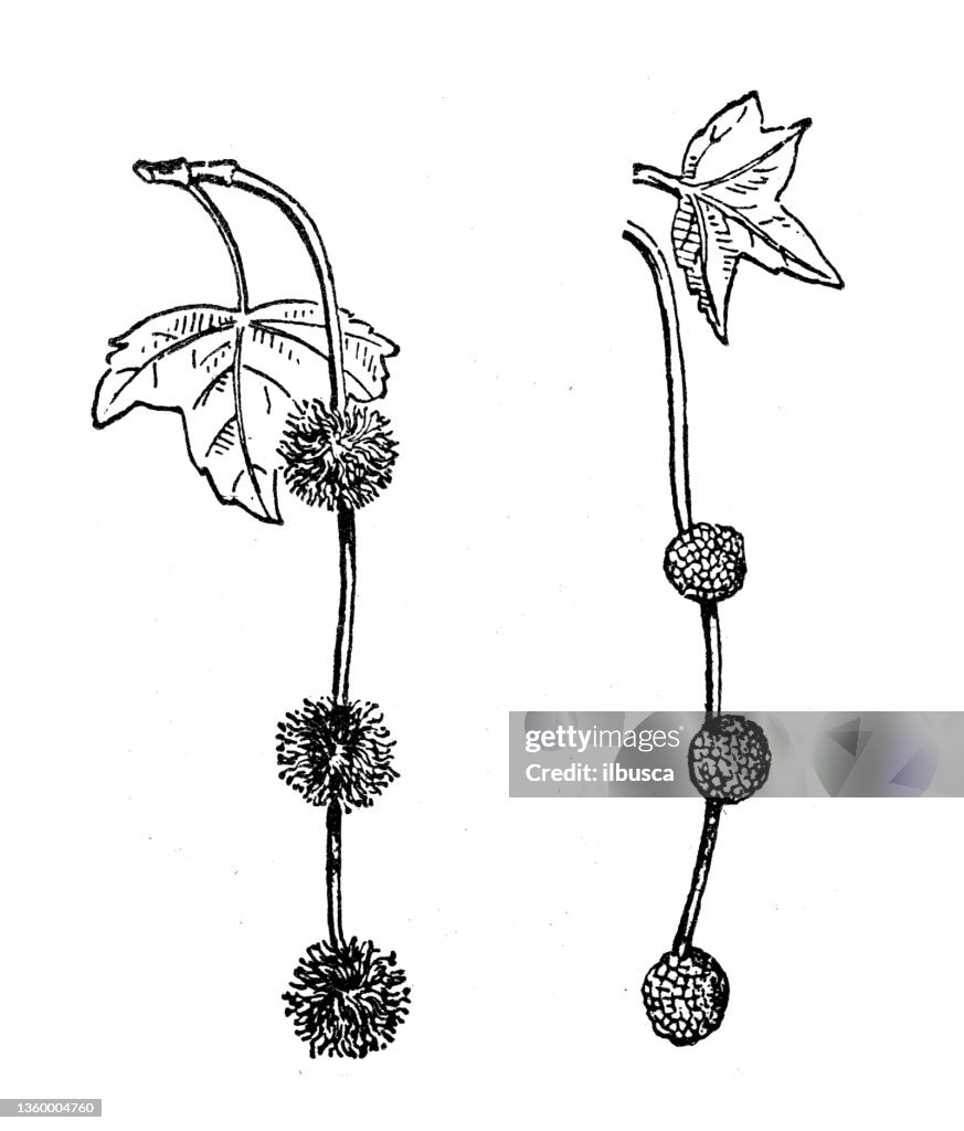 Antique illustration: Platanus
