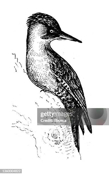 antike illustration: europäischer grünspecht - specht stock-grafiken, -clipart, -cartoons und -symbole