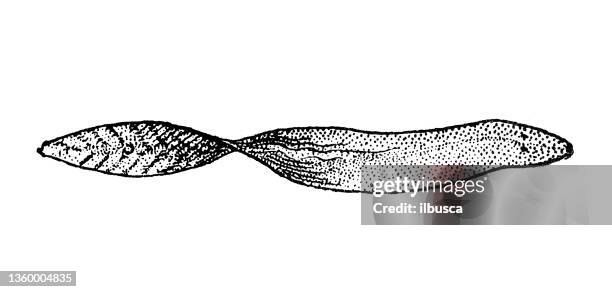 antike illustration: planarian - plattwurm stock-grafiken, -clipart, -cartoons und -symbole