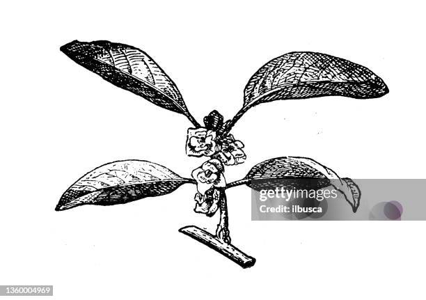 ilustrações, clipart, desenhos animados e ícones de ilustração antiga: diospyros kaki, caqui oriental - caqui fruta tropical