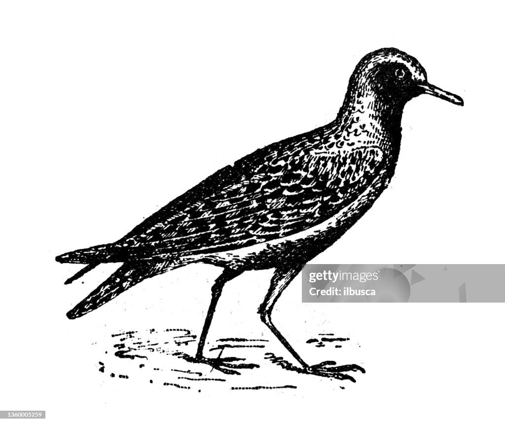 Antique illustration: European golden plover (Pluvialis apricaria)
