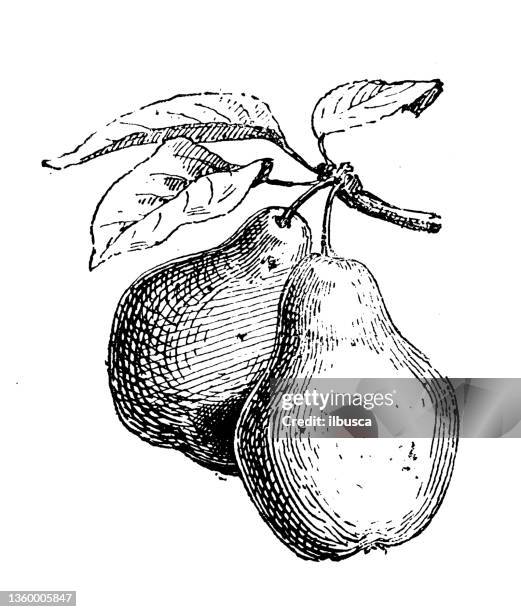 antike illustration: birne - pears stock-grafiken, -clipart, -cartoons und -symbole