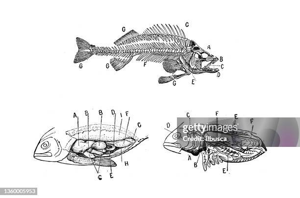 antique illustration: fish anatomy - digestive system model stock illustrations