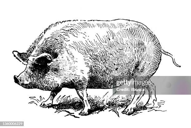 antike illustration: york pig - pig stock-grafiken, -clipart, -cartoons und -symbole