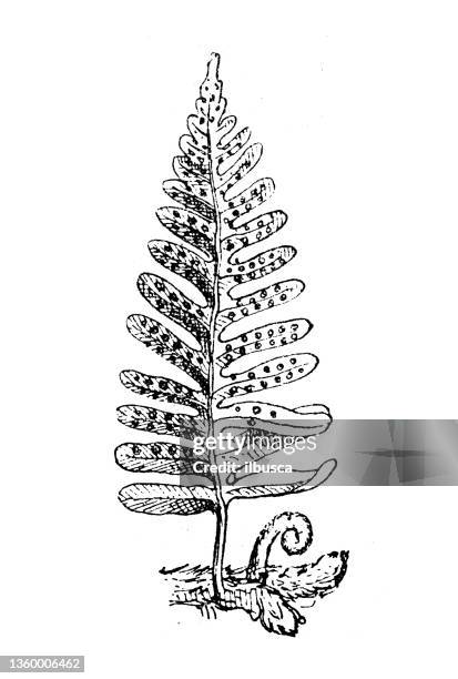 antique illustration: polypodium vulgare, the common polypody - polypodiaceae stock illustrations