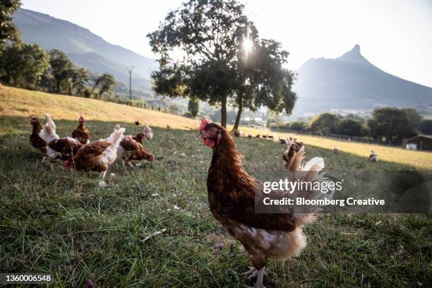 free range chickens outside on a farm - free range chicken stock-fotos und bilder