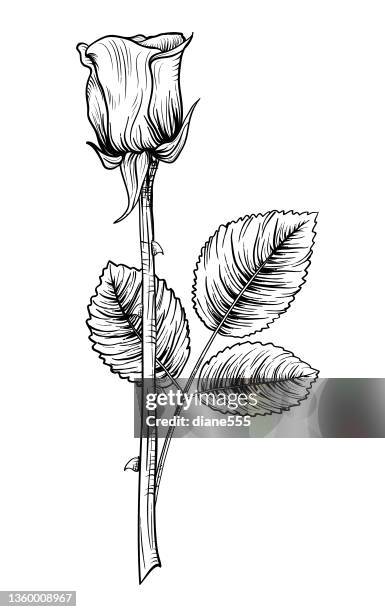 engraving rose bud stem leaf on a transparent background - rose line stock illustrations