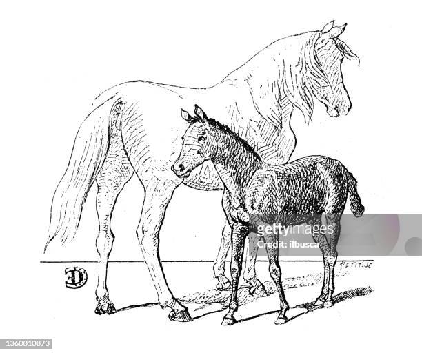 antique illustration: foal - filly stock illustrations