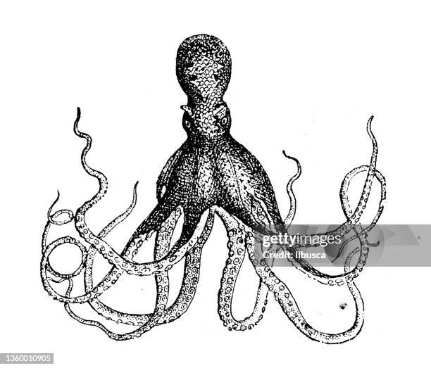 antique illustration: octopus - giant octopus stock illustrations