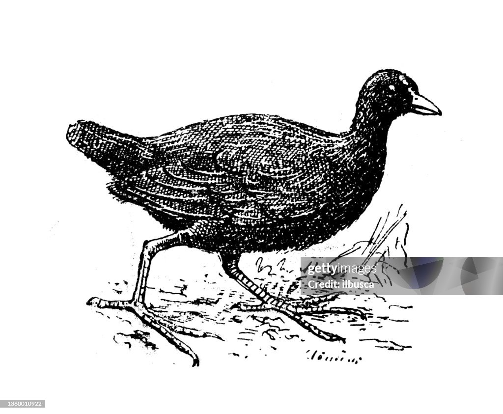 Antique illustration: common moorhen (Gallinula chloropus)