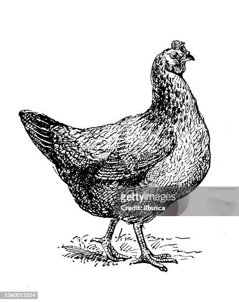 ilustrações, clipart, desenhos animados e ícones de ilustração antiga: galinha dorking - galinha ave doméstica