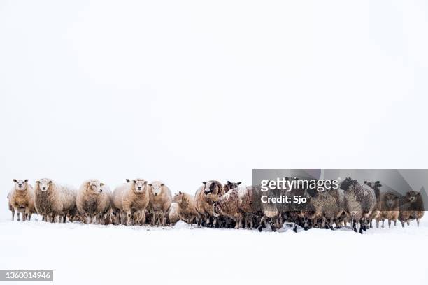 sheep in a snow covered meadow in a winter landscape - gelderland stock pictures, royalty-free photos & images