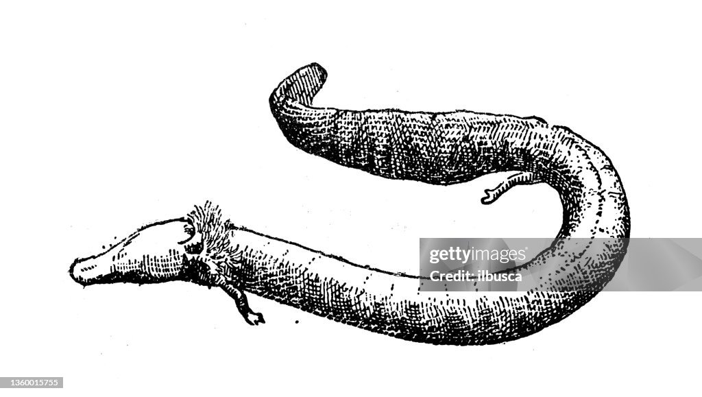 Antique illustration: olm or proteus (Proteus anguinus)