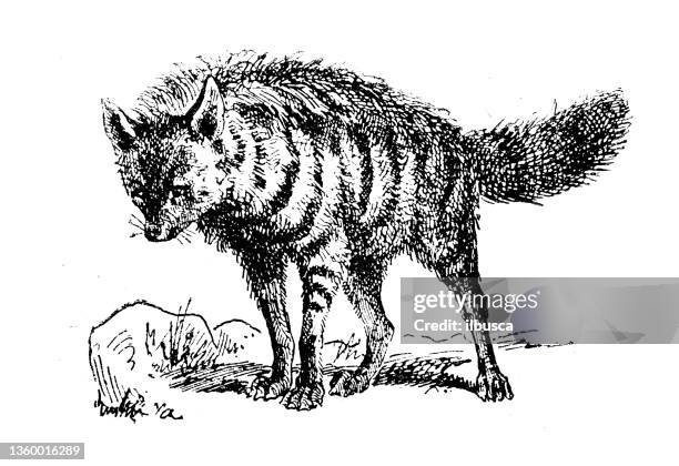 ilustrações de stock, clip art, desenhos animados e ícones de antique illustration:  aardwolf (proteles cristata) - lobo da terra