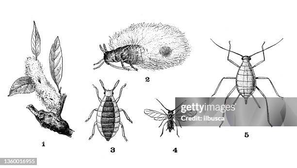 antique illustration: aphid - aphid stock illustrations