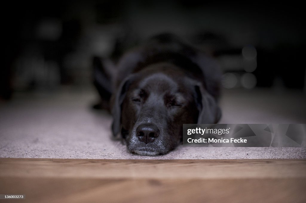 Face portrait of black dog sleeping on run