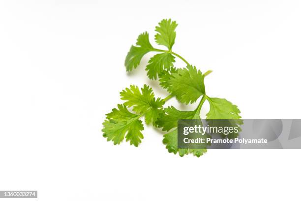 fresh cilantro or coriander leaves isolated on white background - coriander leaf stock pictures, royalty-free photos & images