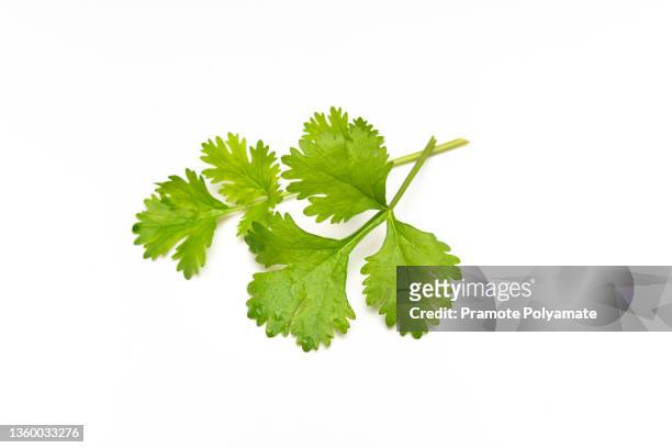 fresh cilantro or coriander leaves isolated on white background - heilpflanze stock-fotos und bilder