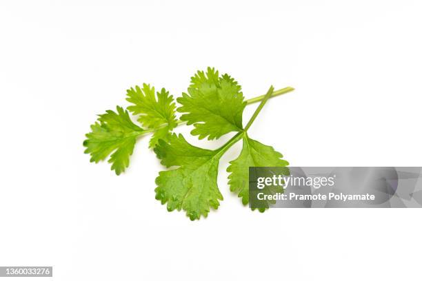 fresh cilantro or coriander leaves isolated on white background - コリアンダー ストックフォトと画像