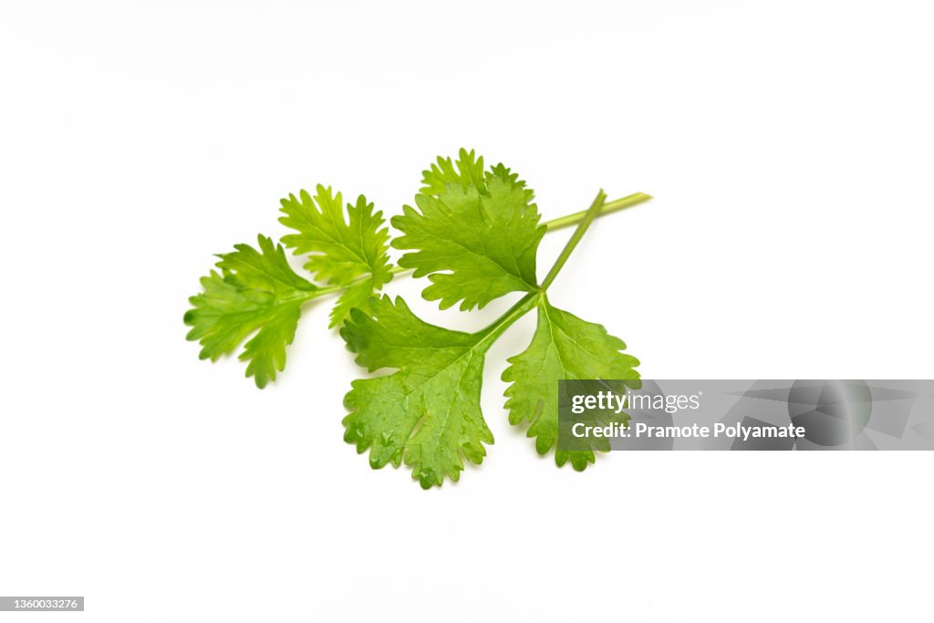 Fresh cilantro or coriander leaves isolated on white background