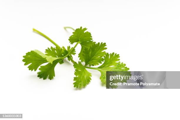 fresh cilantro or coriander leaves isolated on white background - coentro imagens e fotografias de stock