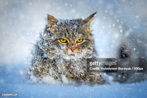 cat walking in the snow in winter - siberian cat stock pictures, royalty-free photos & images