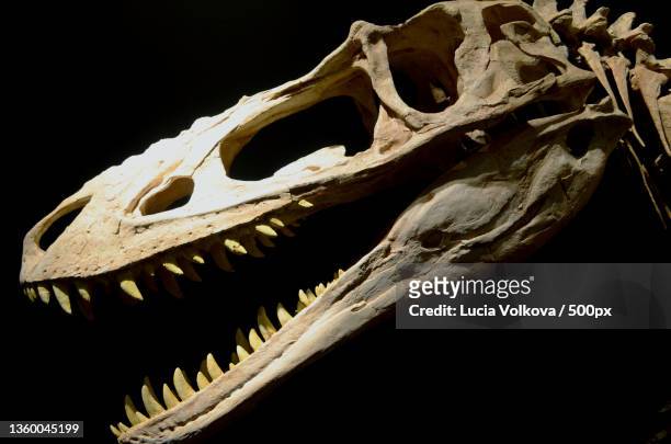 dino skull,close-up of human skull against black background - paleontología fotografías e imágenes de stock