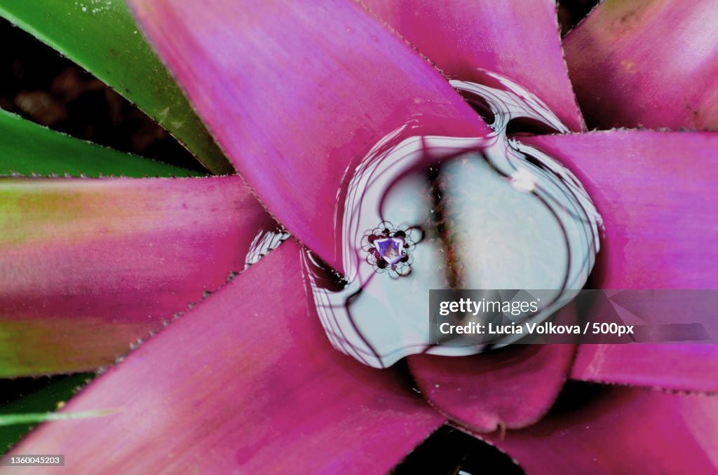 Reflections In Water,Close-up of pink rose flower