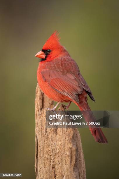 Cardinal Look In Up Close Up Cardinal Color Photo Photos and Premium High Res Pictures ...