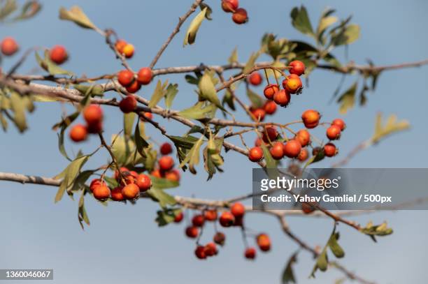 red power,low angle view of berries growing on tree,tzippori,israel - tzippori stock pictures, royalty-free photos & images