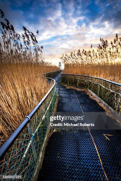 the walkways, reeds and east usk lighthouse on the newport wetlands nature reserve in south wales - rietkraag stockfoto's en -beelden