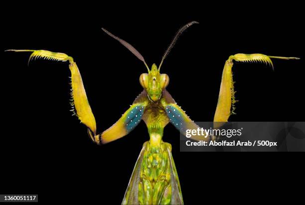 fight me,close-up of insect on black background - praying mantis stock pictures, royalty-free photos & images