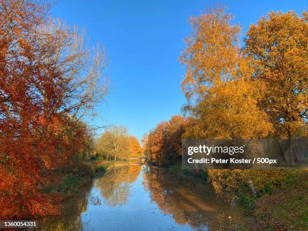golden hour,trees by lake against clear sky during autumn,apeldoorn,netherlands - apeldoorn stockfoto's en -beelden