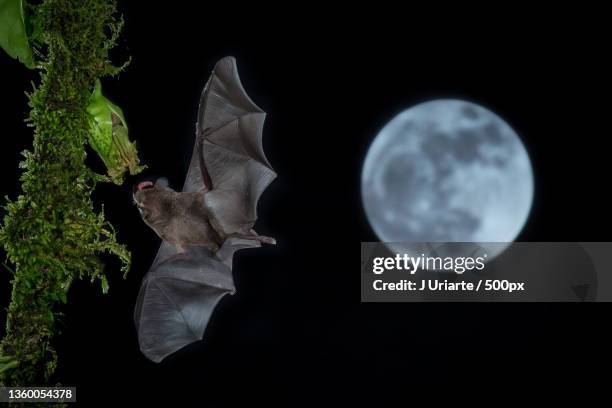 pallas long-tongued bat,full moon,province of alajuela,boca tapada,costa rica - boca animal stock pictures, royalty-free photos & images