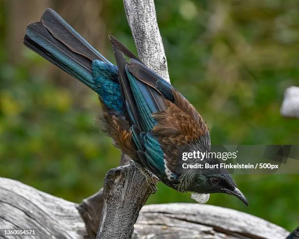 new zealand ti,close-up of bird perching on tree trunk,tiritiri matangi island,new zealand - new zealand forest stock pictures, royalty-free photos & images