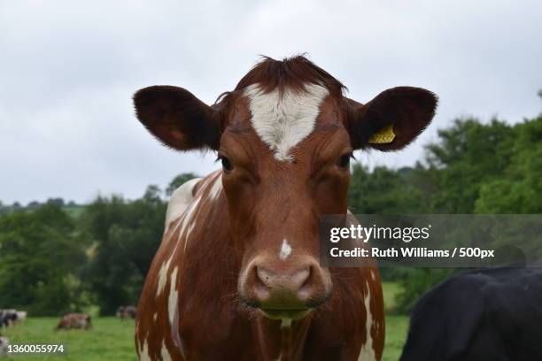 ayrshire cow,portrait of cow standing on field against sky,united kingdom,uk - close up of cows face stock pictures, royalty-free photos & images