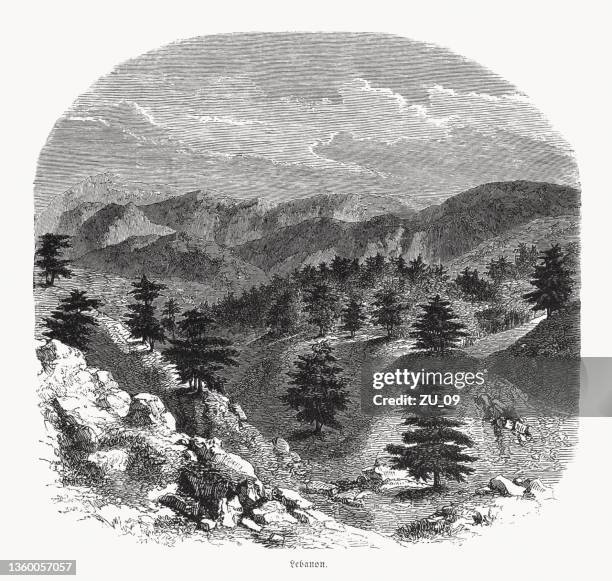 berglandschaft im libanon mit zedern, holzstich, erschienen 1862 - cedar tree stock-grafiken, -clipart, -cartoons und -symbole