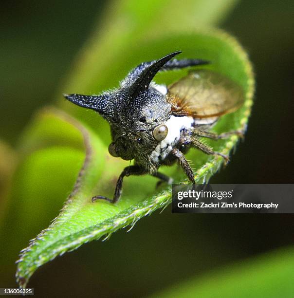 Pretty Treehopper Tree Hoppers Photos and Premium High Res Pictures - Getty Images