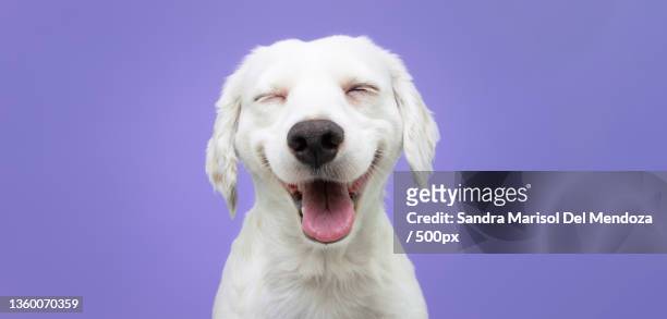 happy puppy dog smiling on isolated purple background,gerona,girona,spain - hund nicht mensch stock-fotos und bilder